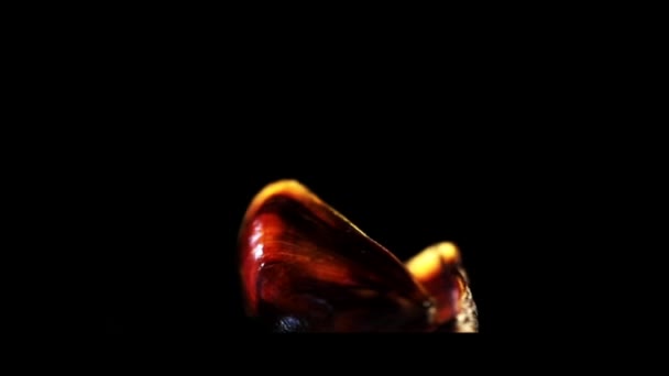 En öppnad mussla — Stockvideo