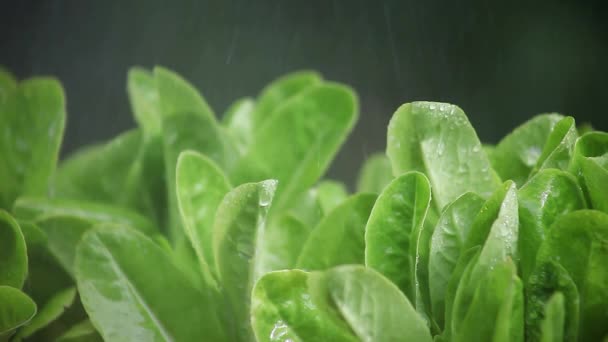 Frische Salatblätter — Stockvideo