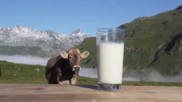 Ein Glas Milch und eine Kuh — Stockvideo