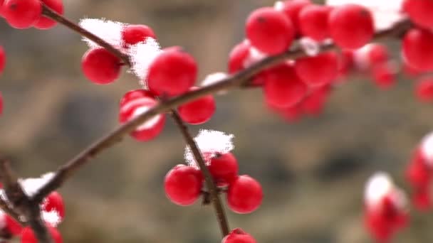 Berries covered with snow — Stock Video