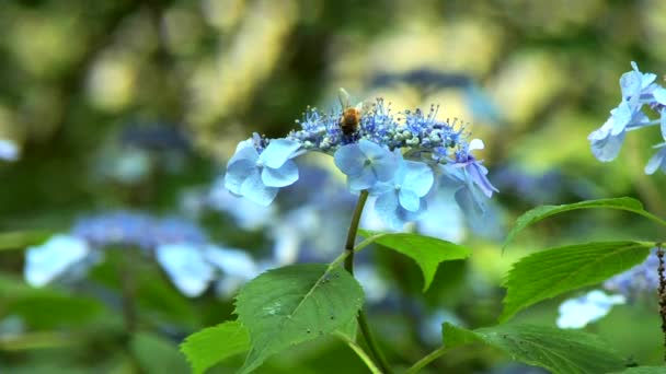 Бджола на квіті гортензії — стокове відео
