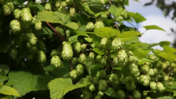 Hop plant in wind — Stock Video