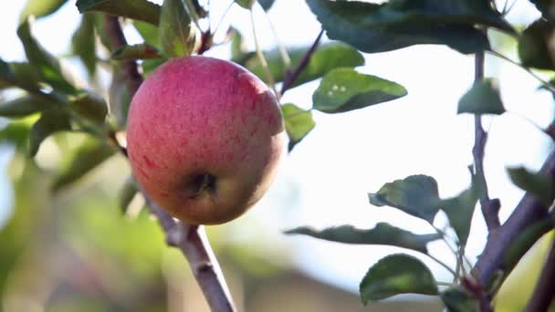 Рука вибирає яблуко з дерева — стокове відео
