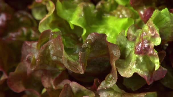 Laitue feuille de chêne — Video