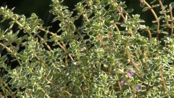 Watering thyme plant — Stock Video