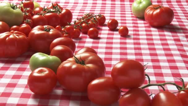 Espaguete com molho de tomate — Vídeo de Stock