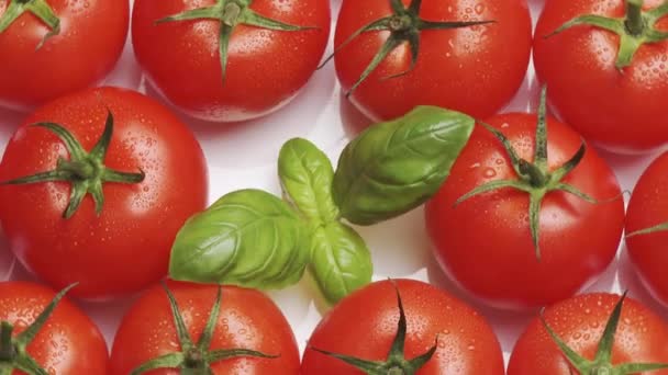 Tomates con hojas de albahaca — Vídeo de stock