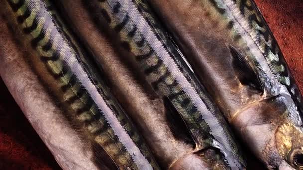 Three mackerel close up — Stock Video