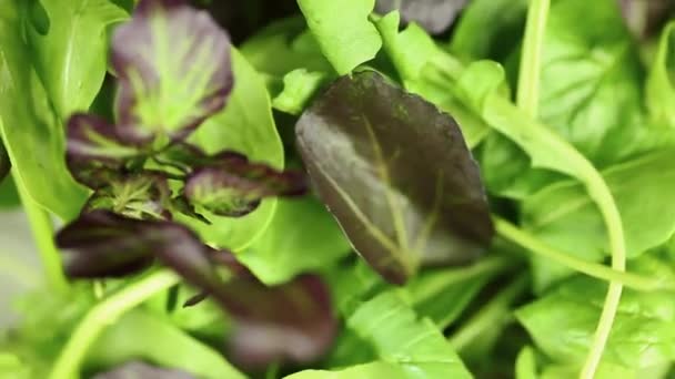 Вращающиеся листья салата — стоковое видео