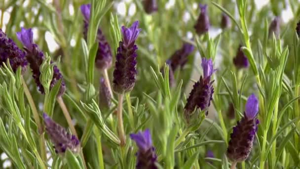 Elegir a mano una lavanda — Vídeo de stock