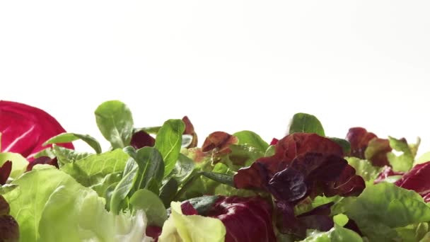 Folhas de salada mista — Vídeo de Stock