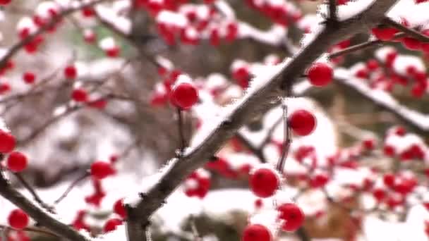 被雪覆盖的浆果 — 图库视频影像