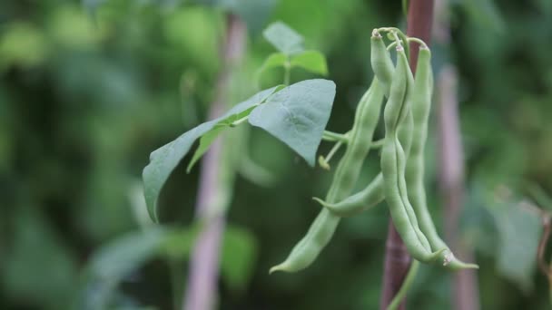 Groene bonen worden opgenomen — Stockvideo