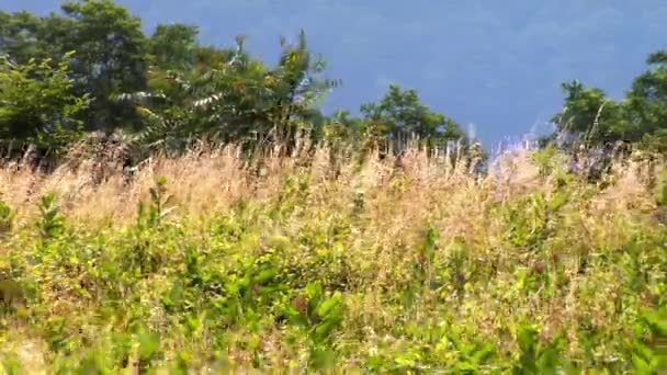 夏の風の草原 — ストック動画
