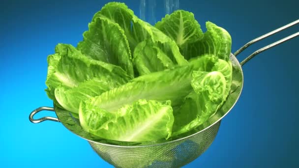 Römische Salatblätter waschen — Stockvideo