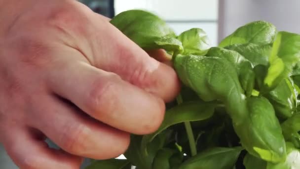 Cueillette des feuilles de basilic — Video