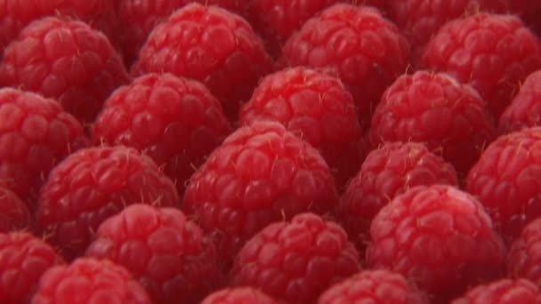 Himbeeren und eine auf Löffel — Stockvideo