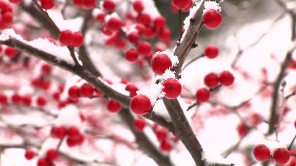 Bayas rojas de invierno cubiertas de nieve — Vídeo de stock