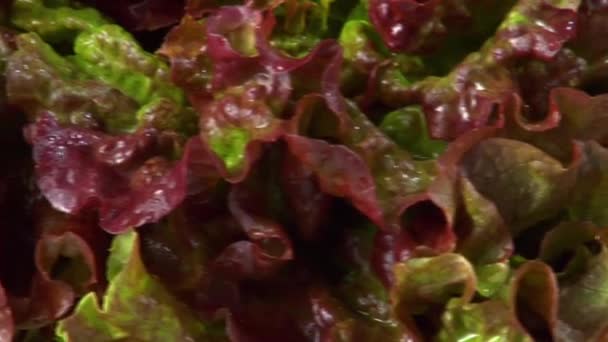 Oak leaf lettuce — Stock Video