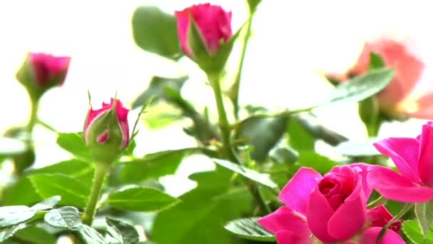 Rosa Rosen mit grünen Blättern — Stockvideo