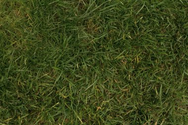 çim dokusu arka plan