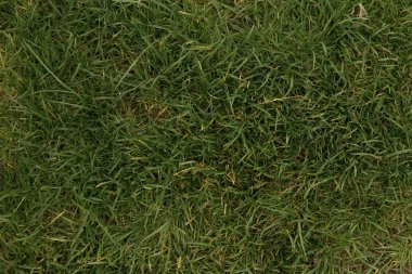 çim dokusu arka plan