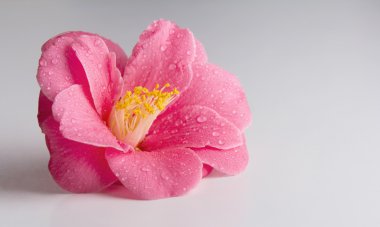 Bir tablo üzerinde pembe çiçek