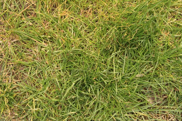 Gras textuur achtergrond — Stockfoto