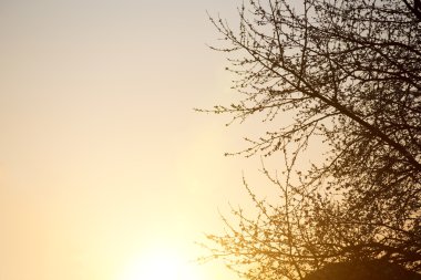 ağaç ile büyülü gündoğumu