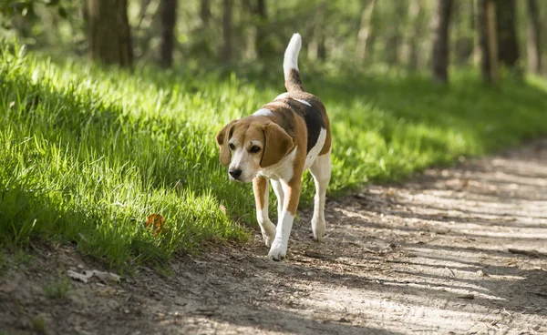 Beagle τρέχει χαμόγελο στο χόρτο — Φωτογραφία Αρχείου