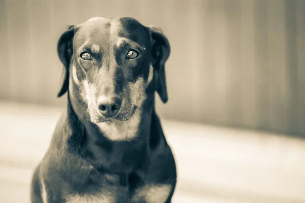 Είδος γερμανικού κυνηγετικού σκύλου στις συγκεκριμένες αναμονής — Φωτογραφία Αρχείου