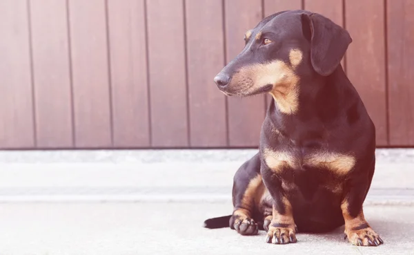 Είδος γερμανικού κυνηγετικού σκύλου στις συγκεκριμένες αναμονής — Φωτογραφία Αρχείου