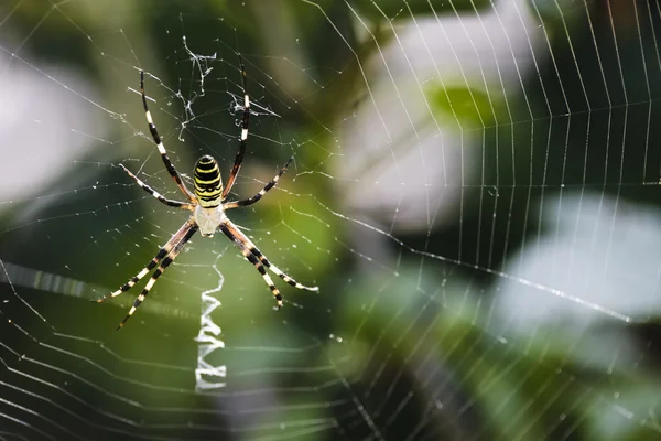 Černožlutý zahradní pavouk na webu. — Stock fotografie