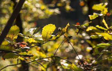 Sarı yaprakların arkaplan dokusu sonbahar yaprağı arkaplanı