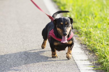 güzel köpek deri tasma ile