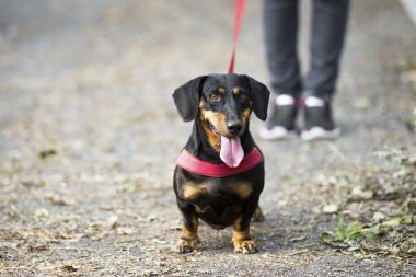 güzel köpek deri tasma ile