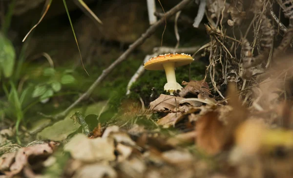 Beau champignon sur la forêt herbeuse couverte de quelques feuilles — Photo