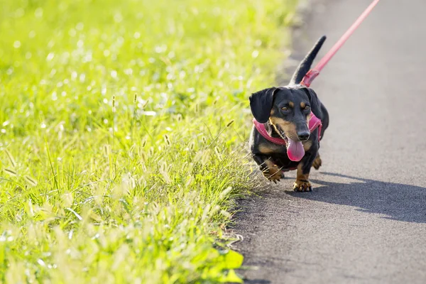 Schöner Hund mit Lederleine — Stockfoto