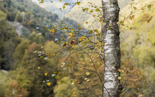 Herfst boom geïsoleerd op bos achtergrond. Rechtenvrije Stockafbeeldingen