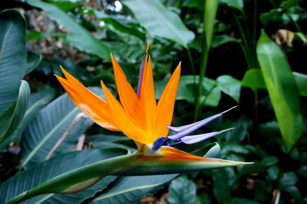 Tropiska växter Stockbild