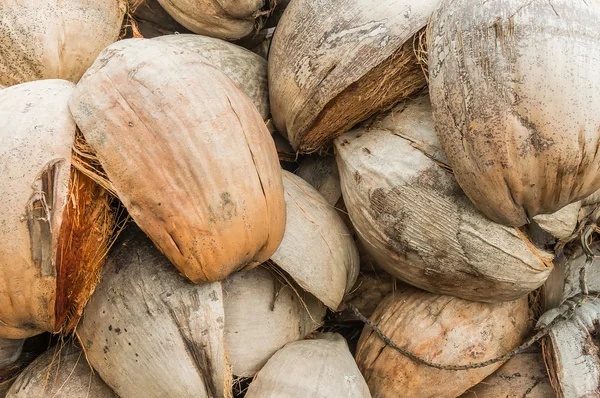 Essiccato di cocco — Foto Stock