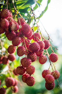 Lychee meyve Tayland