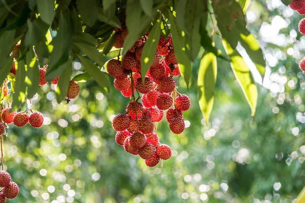Lychee fruit in thailand Royalty Free Stock Images