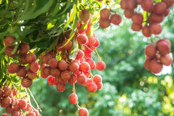 Lychee fruit in thailand Stock Image