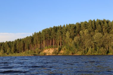 Rusya 'daki Çam Ormanı
