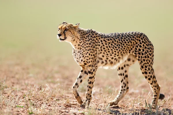 Cheetah — Stock Photo, Image