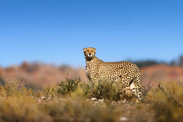 Cheetah üstüne bir hil — Stok fotoğraf