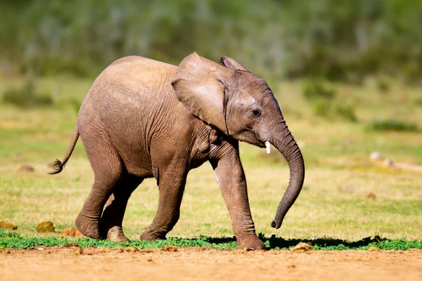 Bébé éléphant — Photo