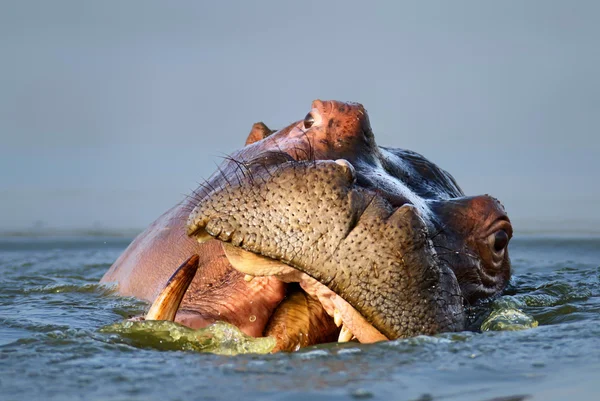 Портрет бегемота в воде — стоковое фото