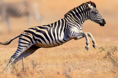 Zebra koşma ve atlama
